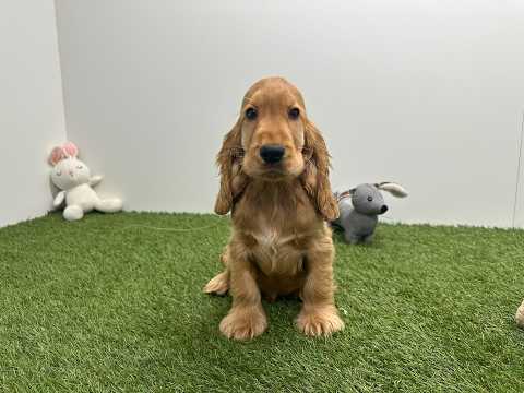 Video van Engelse Cocker Spaniel Mannelijk Gold - PUP-ID 015540682 | Dierenhof Debrabandere