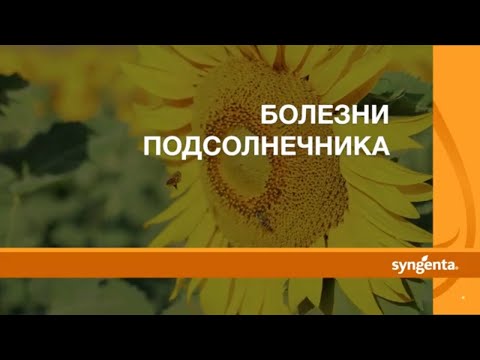 БОЛЕЗНИ ПОДСОЛНЕНИКА 🌻🌻🌻