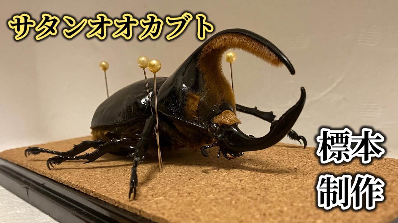 サタンオオカブトの標本制作 - YouTube