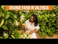 My first visit to an orange farm  valencia spain  with subtitles  infinity platter