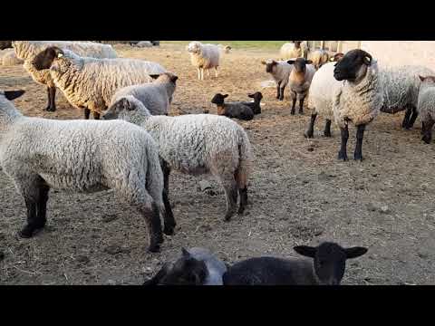 Video: Kreipkitės į Avį Ir įjunkite N.Z. „Avies Bėgimą“