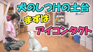 [Dog Training] The First Command to Teach: Eye Contact! 3 Steps to Deepen Your Bond [Demonstration]