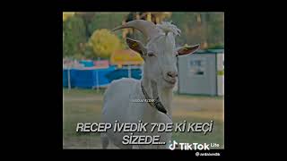 sizede o keçi tanıdık geldimi #keşfet #shorts #recepivedik #ivedik #recepivedik7 #recepivedik3 Resimi