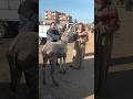 مشتروات الاهاااالي اسعار الحمير داخل سوق الغلابه اليوم بالقرشية بـــ 6 500تلاف تاااابع 