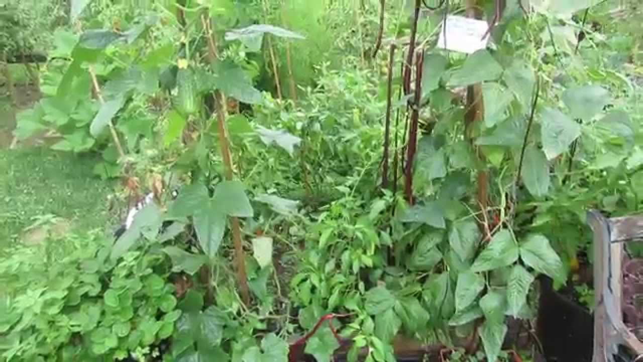 Spotlight: Trellising and Growing the Sumter Cucumber & Red Yard Beans