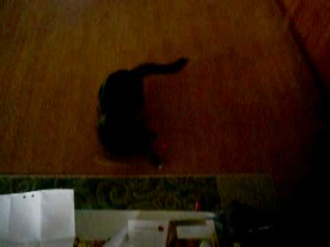 Video: Varför är Katter Besatta Av Laserpekare?