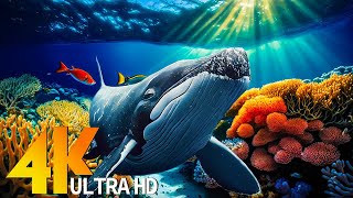 Ocean 4K - Sea Animals for Relaxation, Beautiful Coral Reef Fish in Aquarium (4K Video UHD) #67