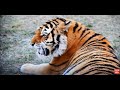 Добрейшая тигрица превратилась в МЕГЕРУ ! The kindest tigress turned into an evil one!