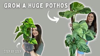 مشاركة كل أسراري! البرنامج التعليمي لعمود Pothos Moss الذهبي يبدأ حتى النهاية!