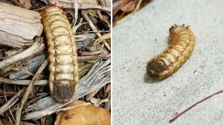 'Alien' Creepy Crawley Walks On Back