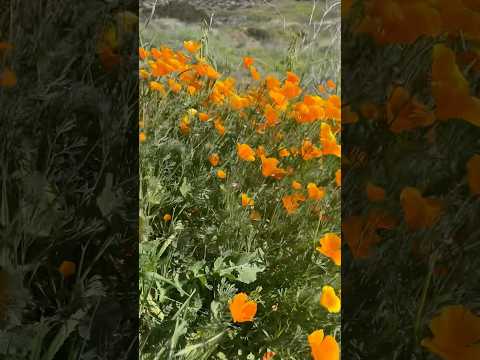 ALL ABOUT HYDRANGEAS: Grow, Flower, Prune, Fertilize #garden #hydrangea