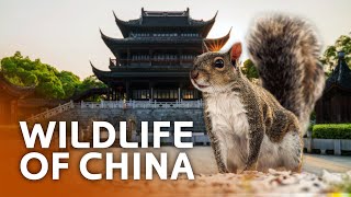 The Astonishing Wildlife Thriving In China's Busiest Cities