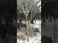 First Snowfall of the Year❄️❄️