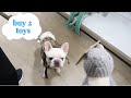 My Dog Decides What He Wants to Do ALL Day - ItsJJsLife Vlog