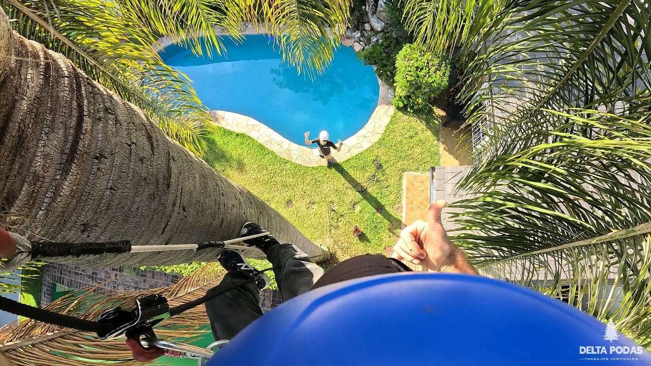 🌴 Poda de palmera en altura 🌴 | DELTA PODAS