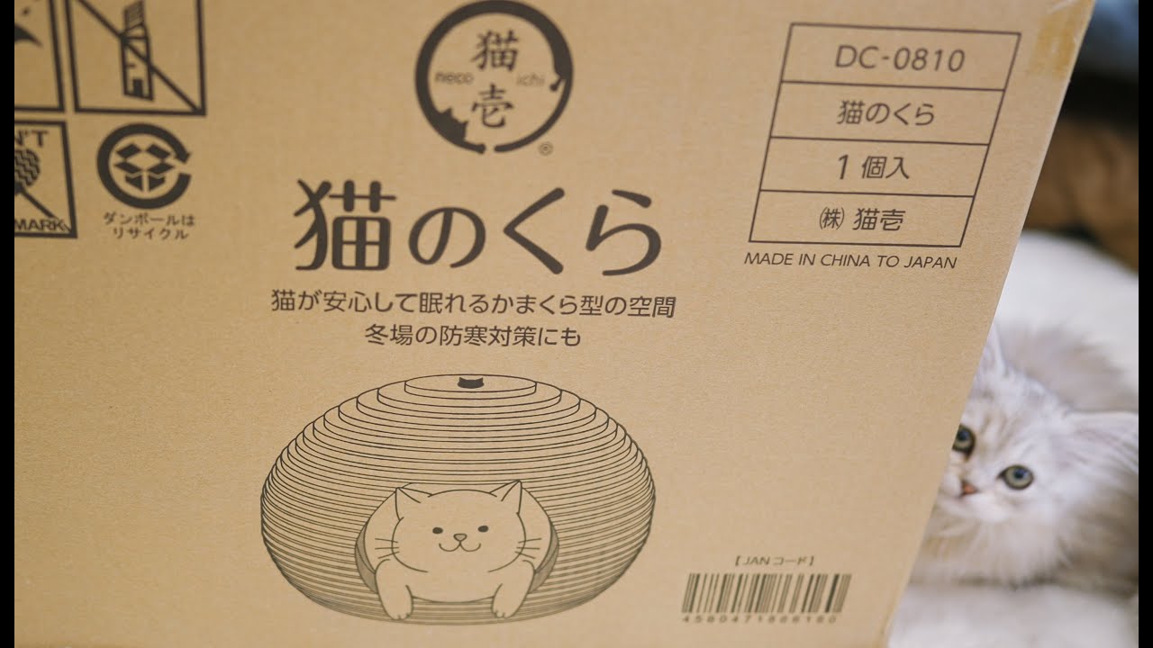 大晦日に 猫壱 さんの猫のくらで遊んでます ミヌエット Youtube