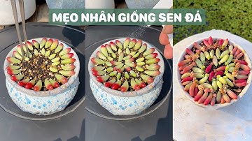 Mẹo nhân giống sen đá cực dễ | Succulents | 多肉植物| 다육이들 | Suculentas