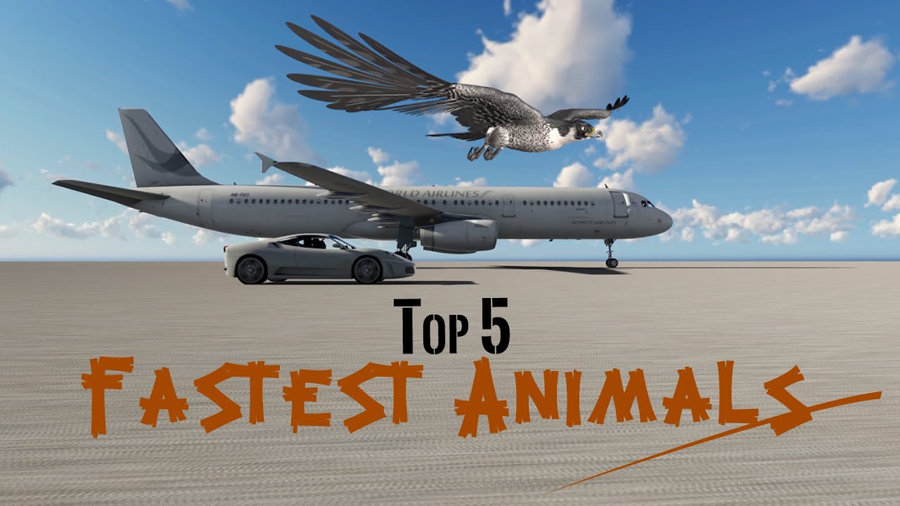 The Fastest Animals On Planet Earth (242 MPH!?)