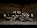 【耐久動画】3時間耐久 猫はコタツでゴロゴロ音【ASMR】