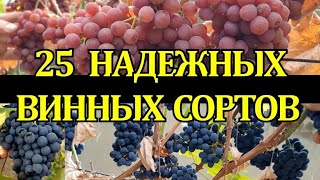 25 НАДЕЖНЫХ ВИННЫХ СОРТОВ ВИНОГРАДА, НЕ УКРЫВНЫЕ, УСТОЙЧИВЫЕ /WINE VARIETIES