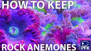 HOW TO KEEP ROCK ANEMONES