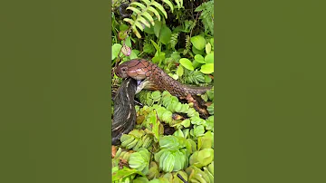 King Cobra Eating Greater Rat Snake On The Wild Kingcobra Animals Babycobra Naturaldiet 