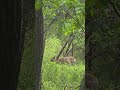#Deer