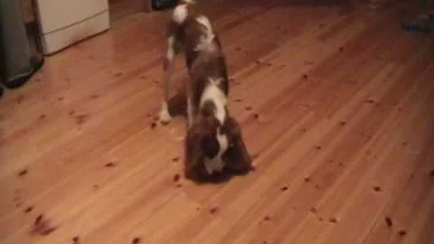 Forrest - Cavalier King Charles Spaniel