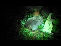 Ёжик в огороде (Hedgehog in the garden)