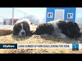 Puppy love: Neighbouring collie blamed for herd of mutts