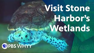 Wetlands Institute Aims To Educate And Inspire
