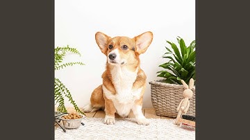 Delightful Moods for Lazy Doggo