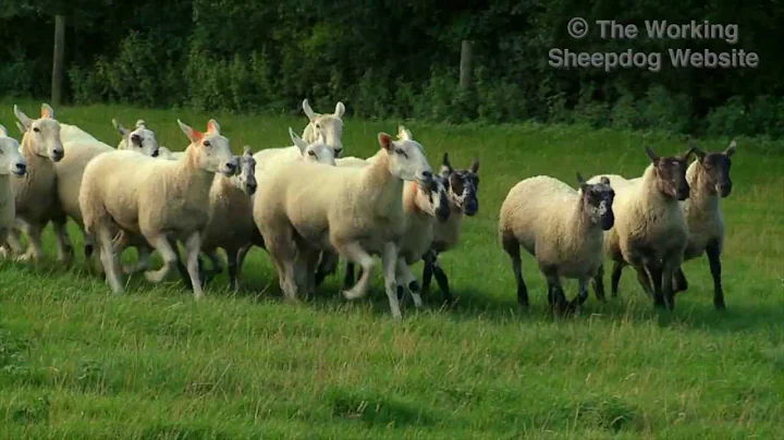 Sheep jumping out of pens during sheepdog training - DayDayNews