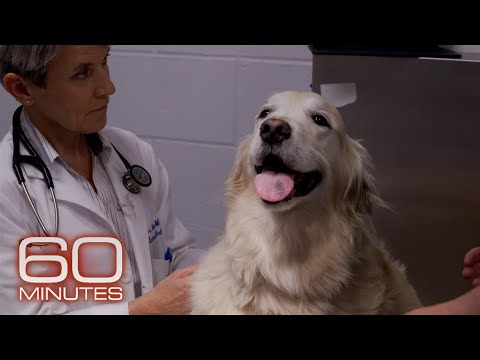 Vidéo: Problèmes oculaires chez un boxeur (chien)