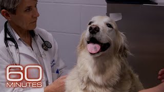 Cancer treatments for dogs could also lead to breakthroughs for humans | 60 Minutes