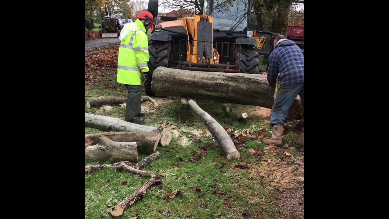 Red Oak removal - YouTube