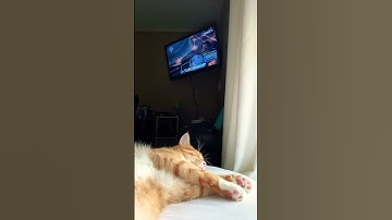 Thumbnail of Playing the ukulele while my cat sleeps ￼