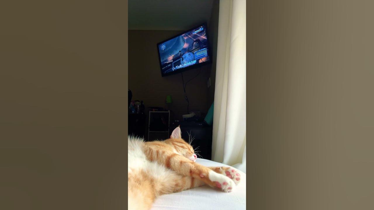 Playing the ukulele while my cat sleeps ￼