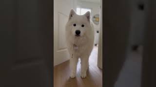 Adult samoyed vs. puppy samoyed