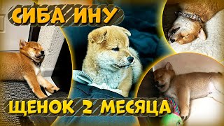 СИБА ИНУ / Тоби 2 месяца