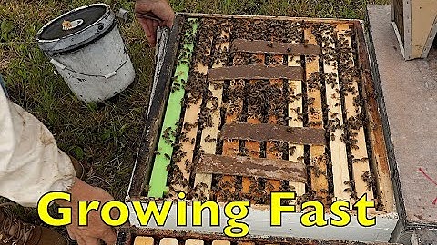 Growing Bees On Feed Update & More