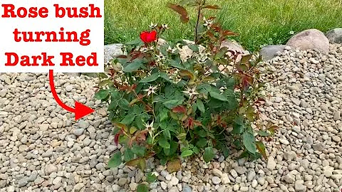 My knockout rose bush is turning dark red/burgundy/black  - HELP!