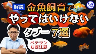 金魚飼育でやっては“いけない”こと7選！タブーの理由も解説！ベテランも要注意