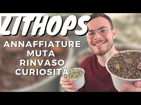 Video: Lithops: Tenere A Casa, Le Sfumature Di Una Corretta Cura E Riproduzione + Foto E Video