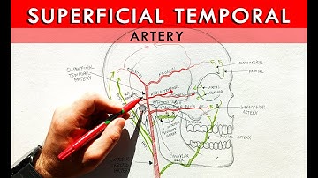 The Superficial Temporal artery and its branches | Anatomy Tutorial