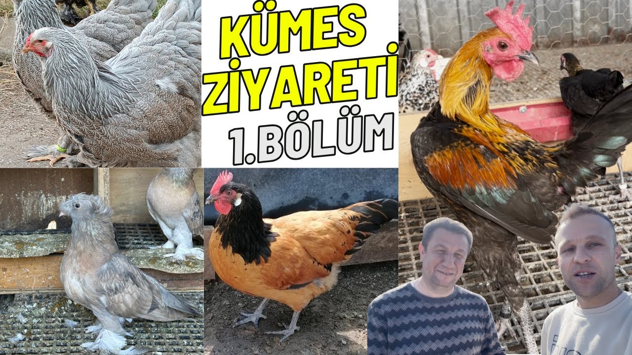 BİRBİRİNDEN GÜZEL  KALİTELİ SÜS TAVUKLARI VE GÜVERCİNLER - UMUT ÇİFTLİK