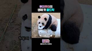 이것이 쿨드락...?🧊 치원하고 행복해요💕