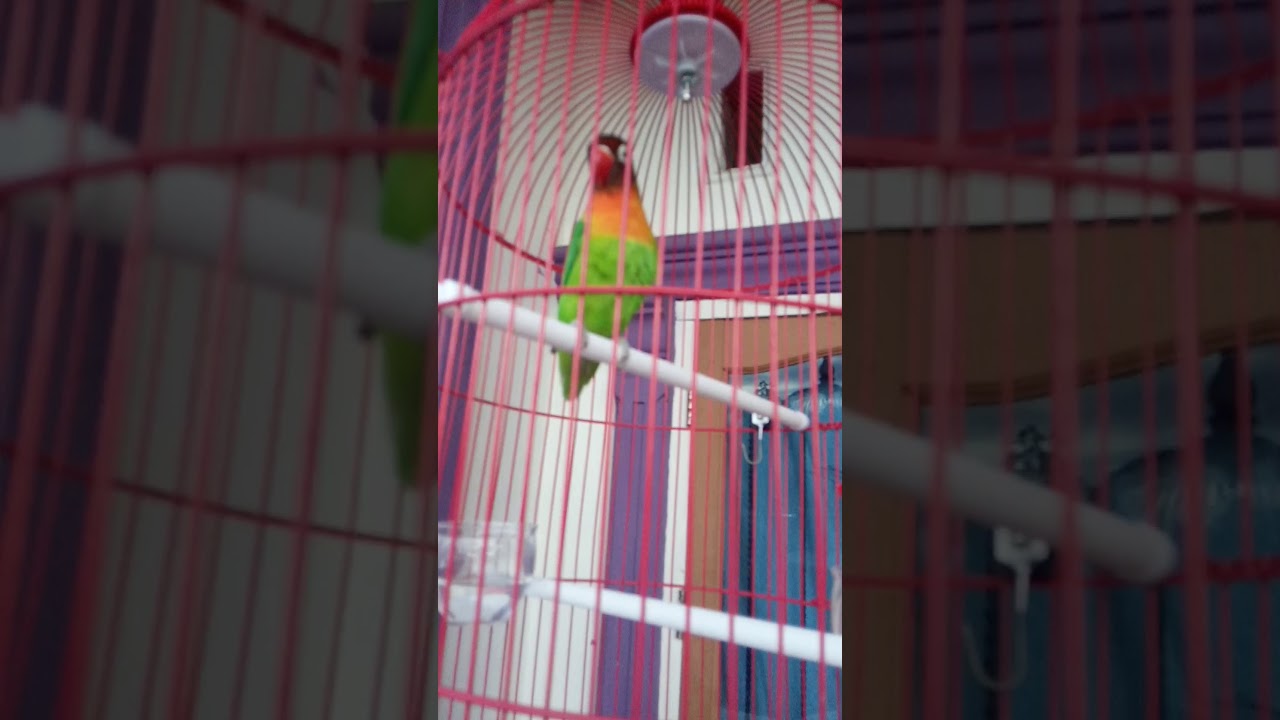 Kicau mania 