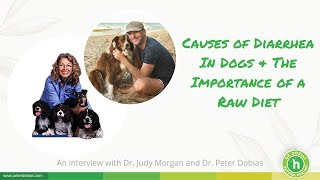 The causes of diarrhea in dogs | interview with dr. judy morgan &
peter dobias