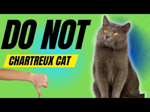 वीडियो: Chartreux
